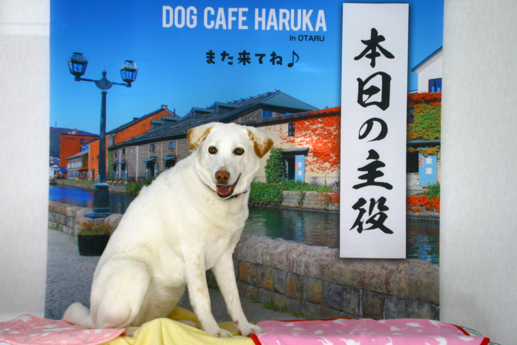 ワンちゃんと一緒に♪ 撮影用背景バナーのご紹介